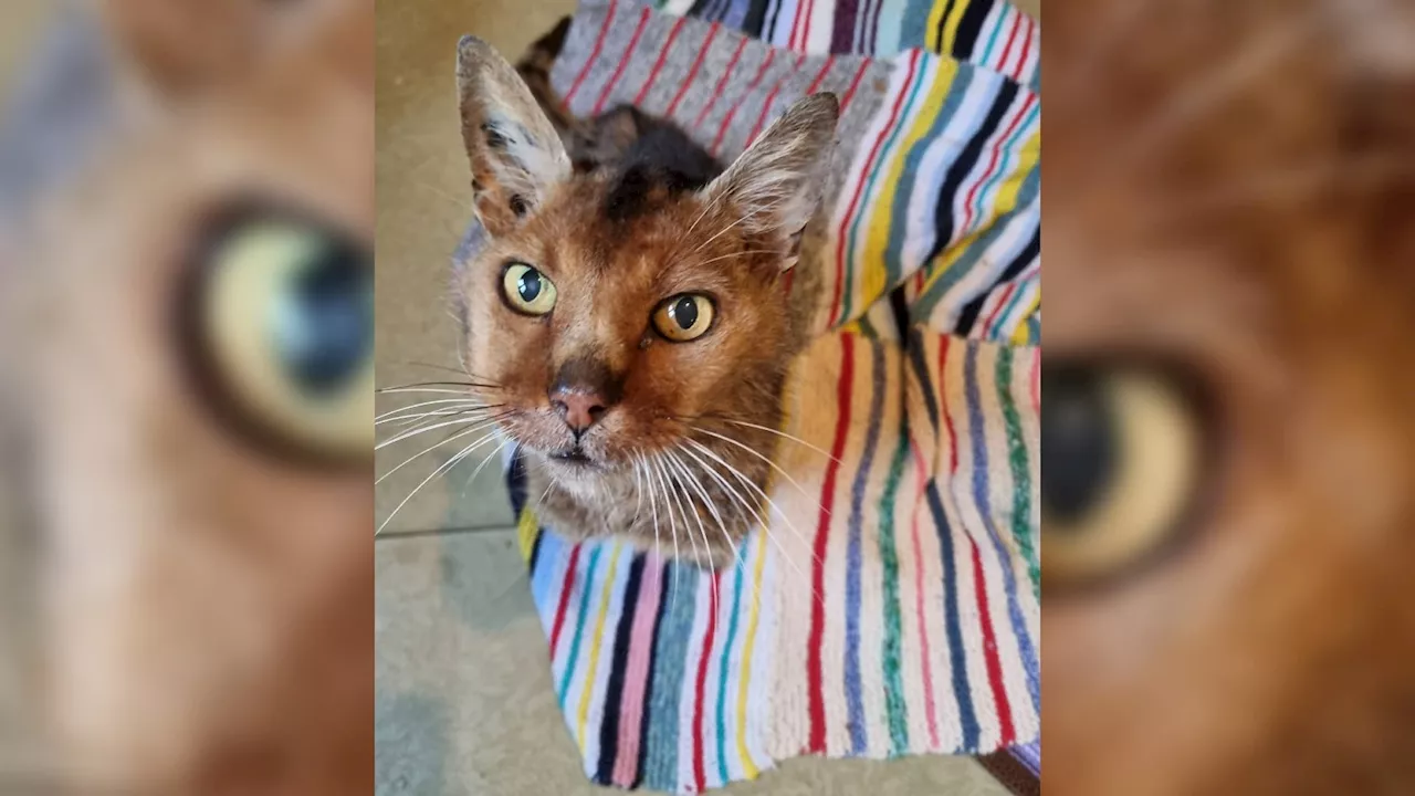 'Ne jamais perdre espoir': le chat Grizzly retrouve ses propriétaires 13 ans après sa disparition