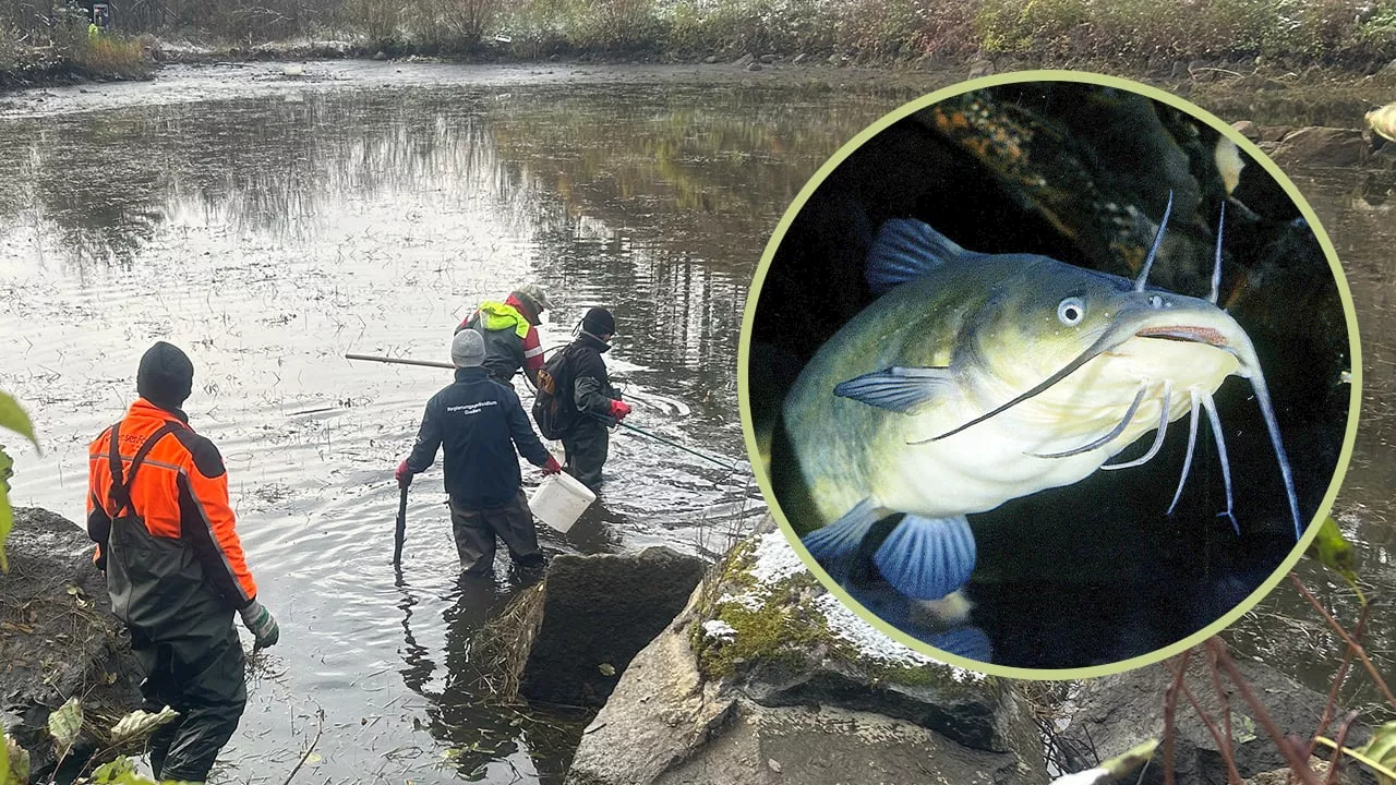 Hessen: Wegen Welsen wird ganzer See leergepumpt