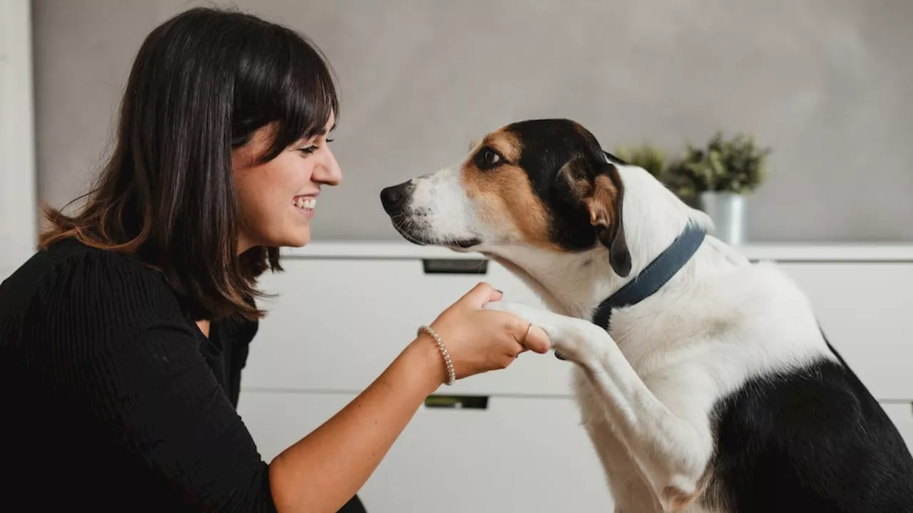 Hund oder nicht Hund: Welcher Charakter passt zu Ihnen?