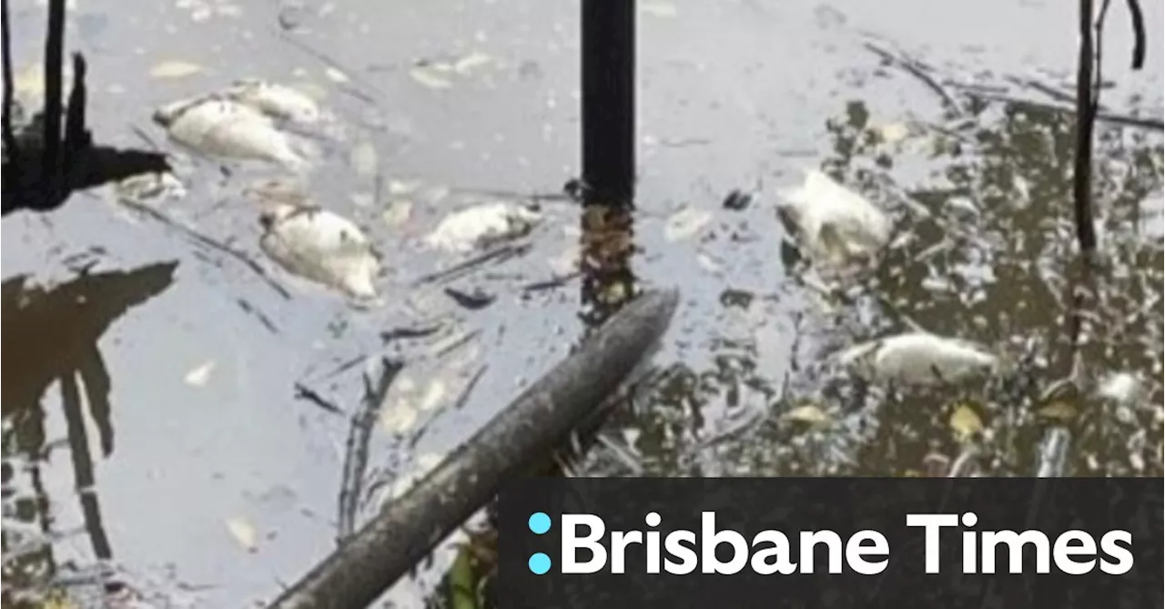 Hundreds of dead fish wash up along the Brisbane River