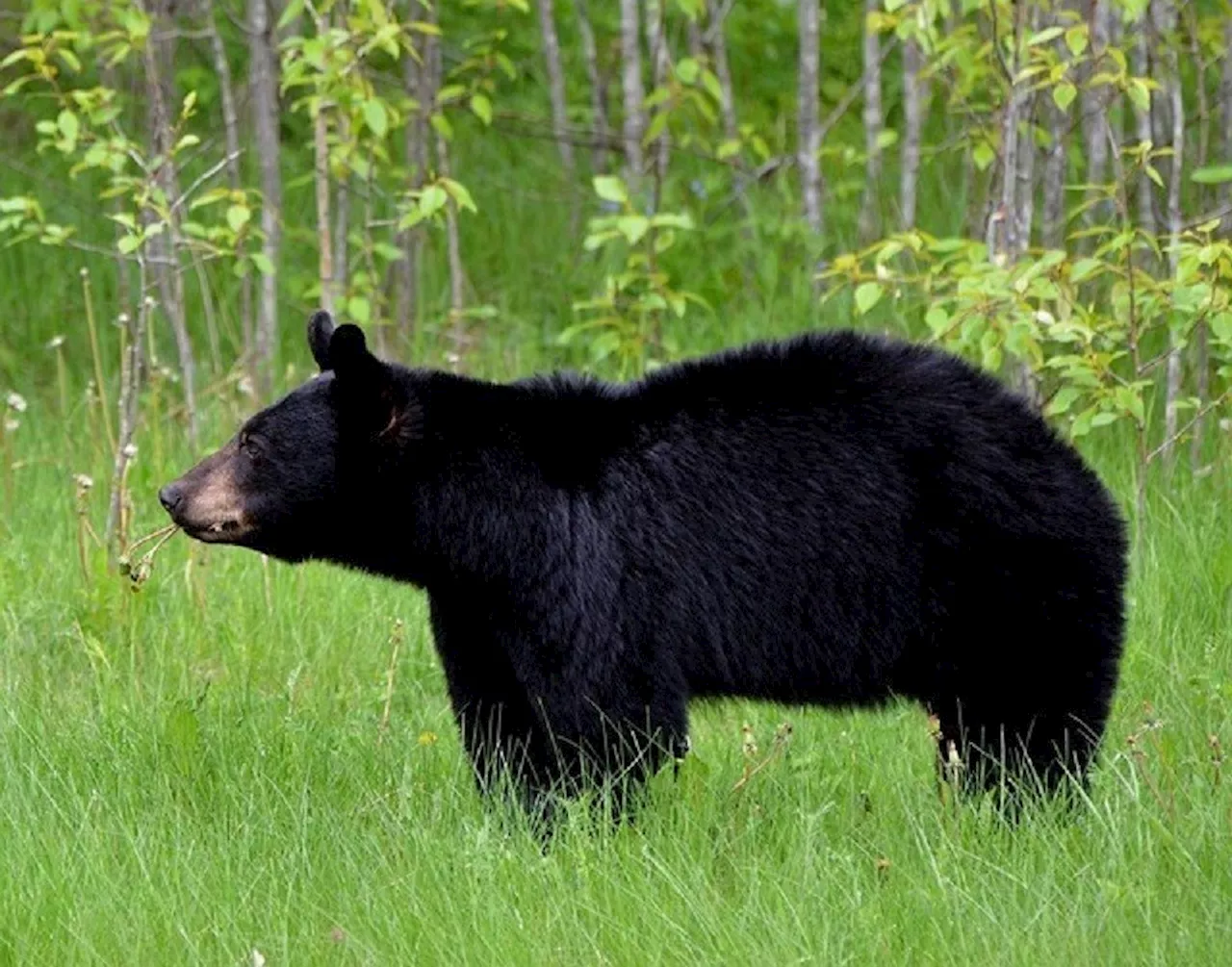 Bear killed in Maple Ridge after it attacked a man and his dog