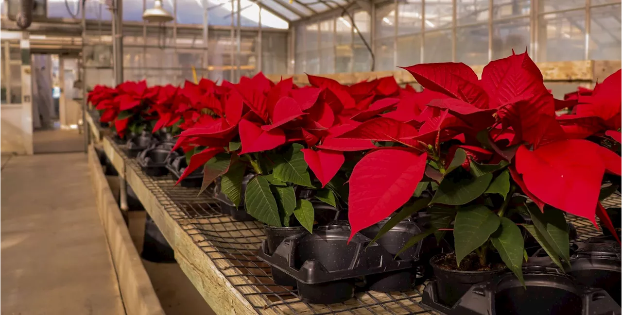 Cal Poly holds annual Poinsettia, holiday items sale