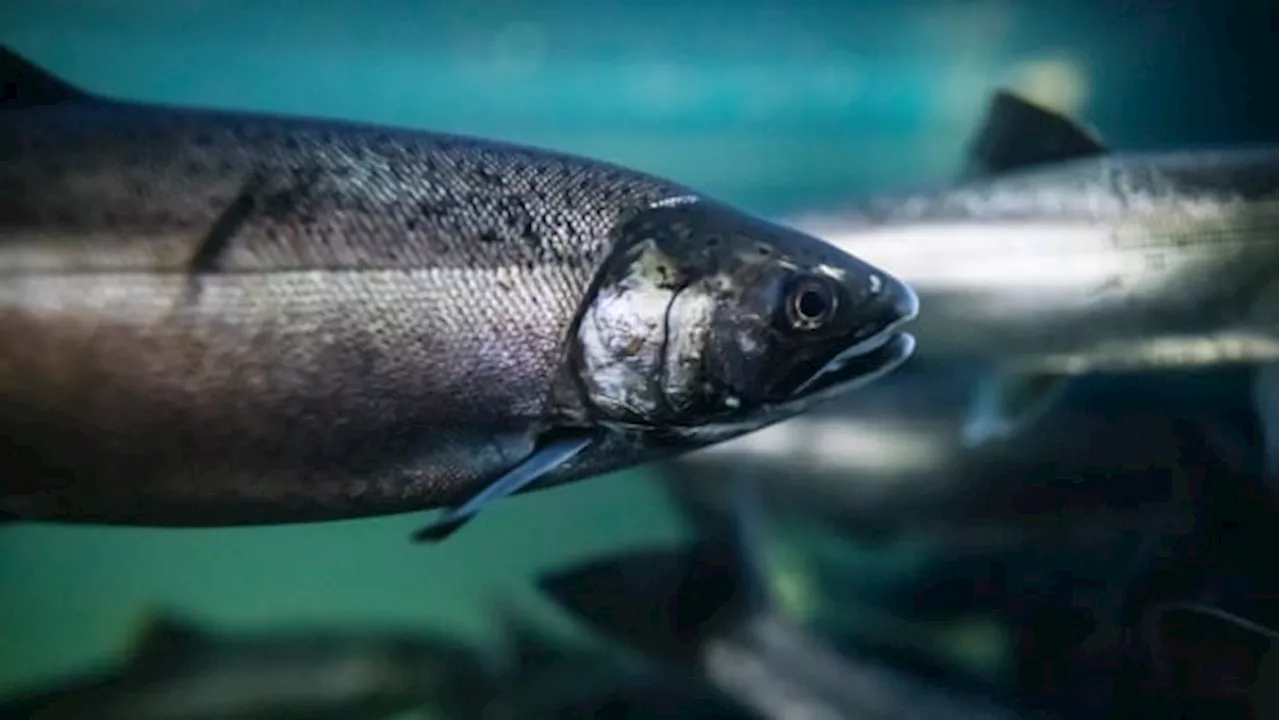 Salmon Return to Metro Vancouver Streams, Bringing Benefits Beyond Just the Fish