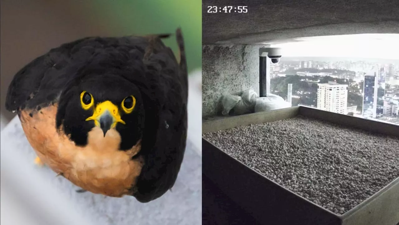 Peregrine falcons recorded nesting in Singapore's CBD for first time, tray set up to encourage breeding
