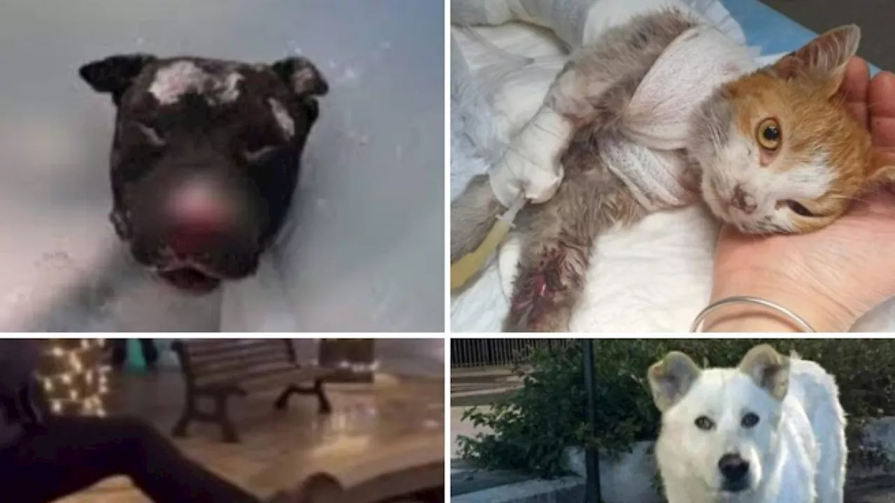 Uccisione e maltrattamento di animali: ecco i maggiori effetti della Riforma Brambilla