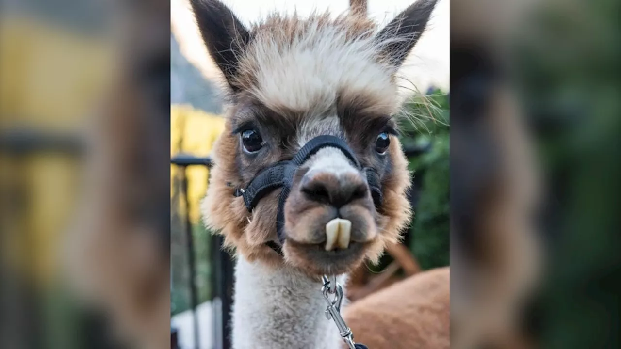 Spruce Meadows Christmas Market adds Allen the Alpaca to Sunday lineup