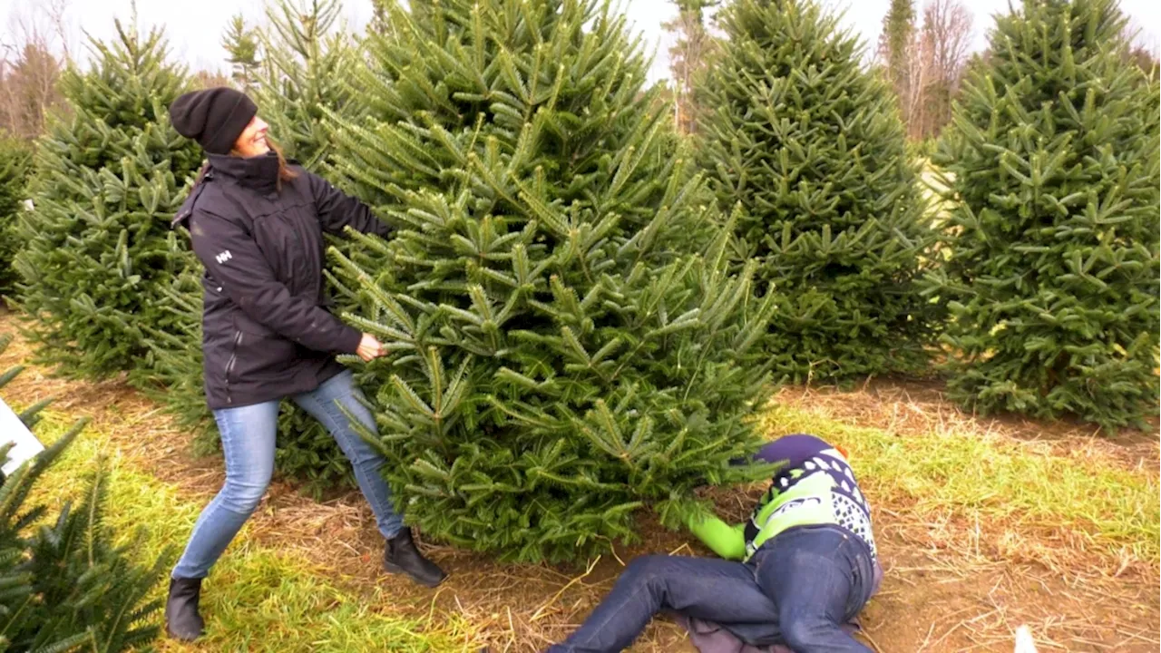 Christmas Tree Season Kicks Off Early in Eastern Ontario