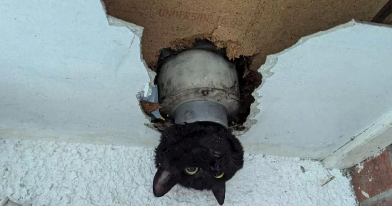 Cat wedged inside drainpipe found with head poking out of tube