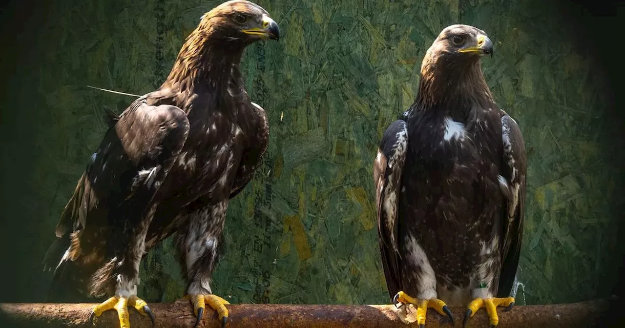 Scottish golden eagles set to be exported to England and Wales due to boom in numbers