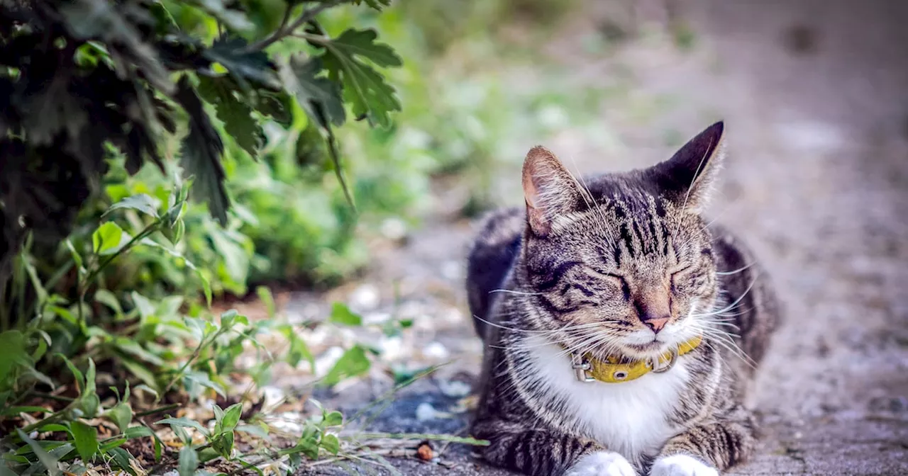 Jäger in Schleswig-Holstein erschießen 2580 Katzen - Tierschützer verzweifeln