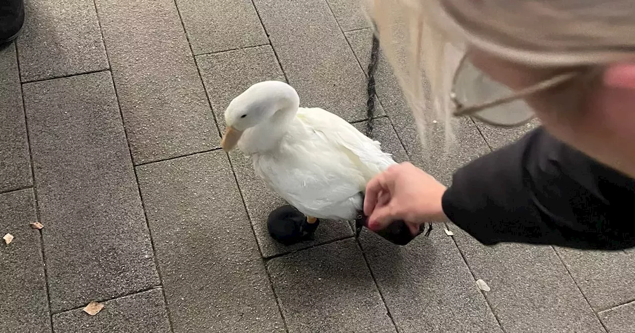 Man spotted walking duck at Glasgow shopping centre on a lead