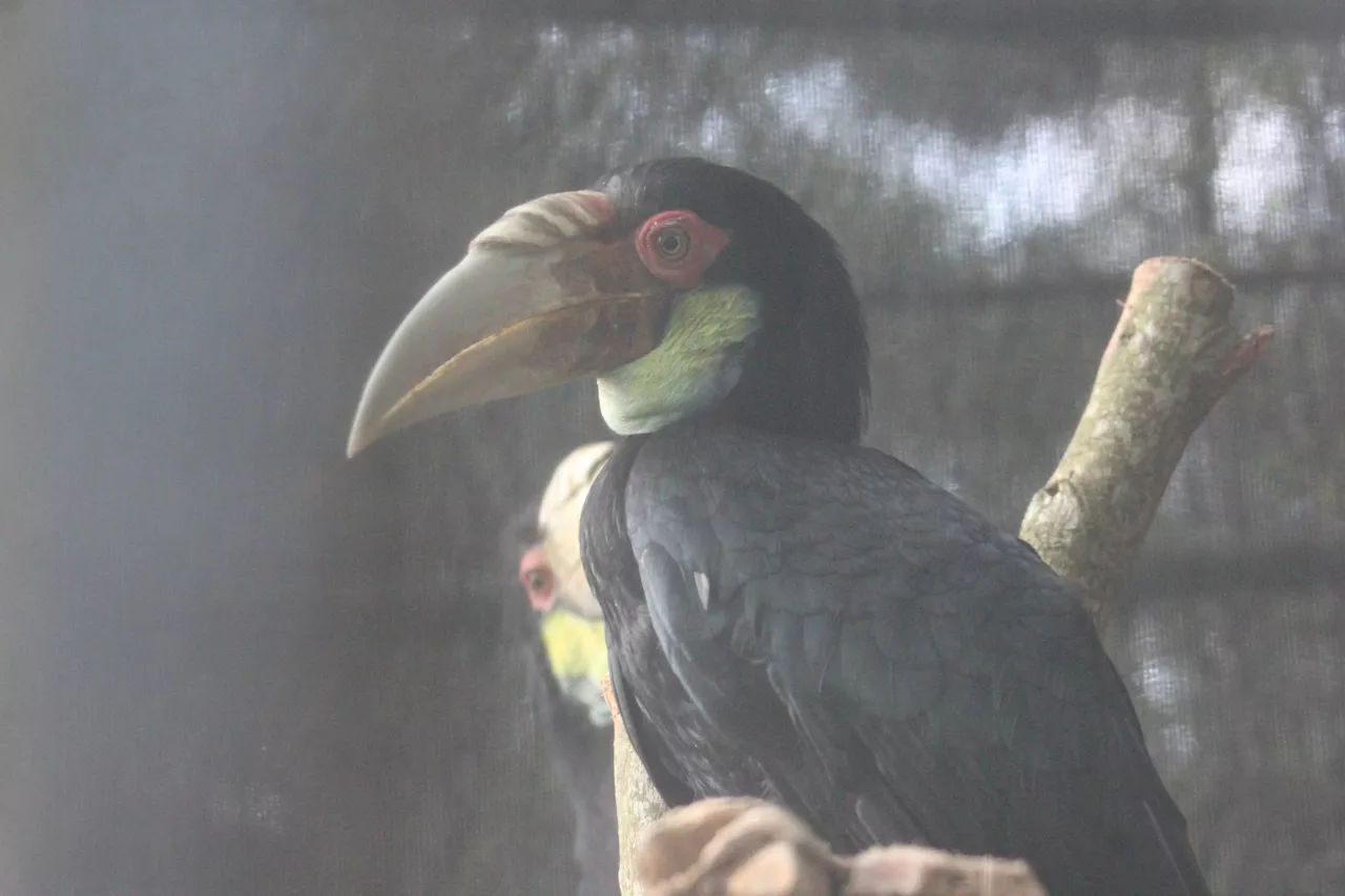 Mengantar Burung-burung Ikonik Menemui Kebebasan