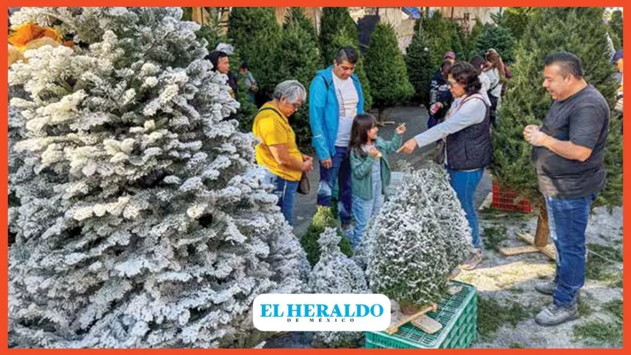 Arranca con éxito la venta de árboles de Navidad en la Ciudad de México