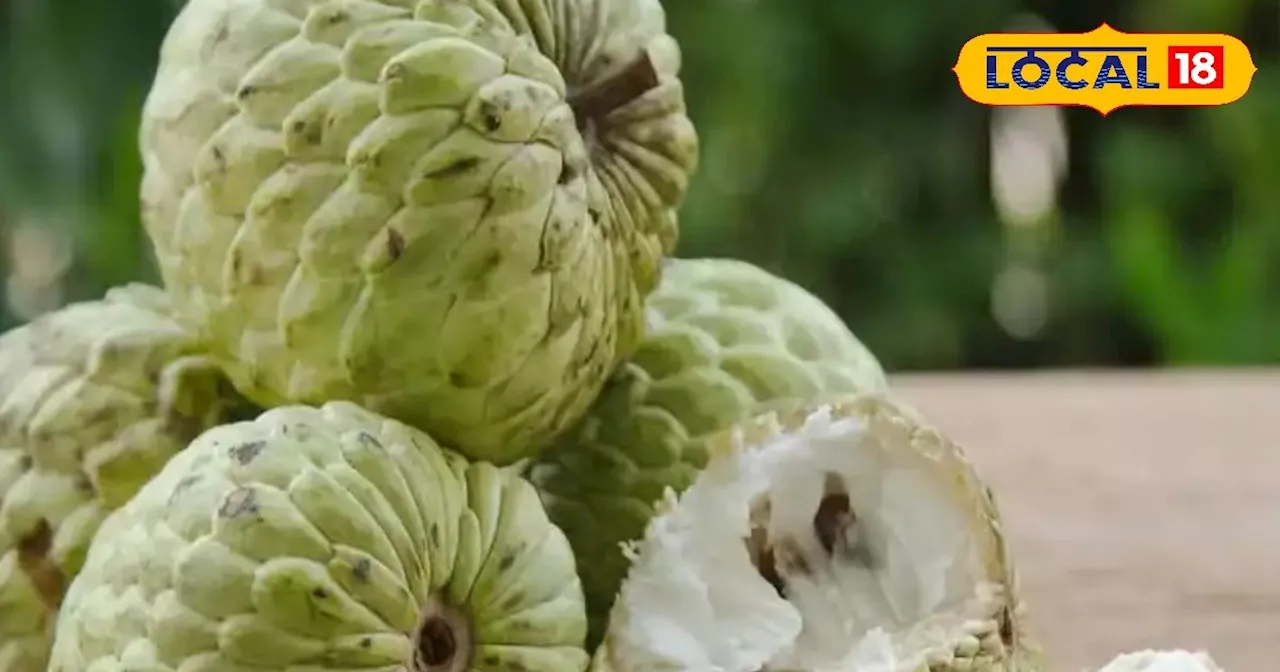 Amazing Fruit: सर्दियों में जरूर खाएं सुपरफ़ूड सीताफल, हार्ट के मरीजों के लिए है फायदेमंद, हड्डी और त्वचा का...