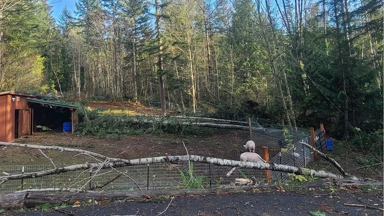 Storm leaves animal sanctuary without power, urgent repairs needed for animal safety