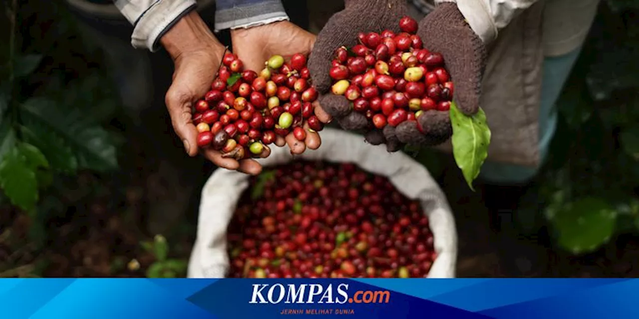 Kopi Gayo, 10 Besar Biji Kopi Terbaik Dunia versi TasteAtlas