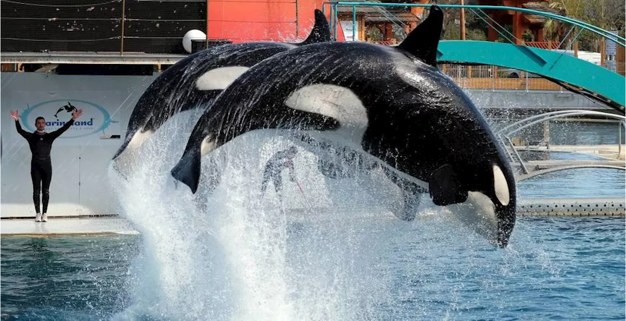 Polémique à Marineland : le parc s'apprête à transférer ses dernières orques au Japon