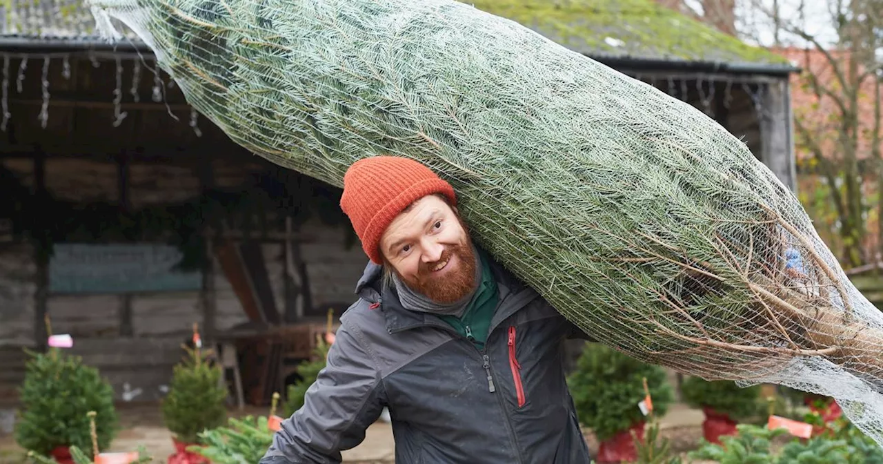 Tesco cuts the price of top of the range Christmas tree to £15