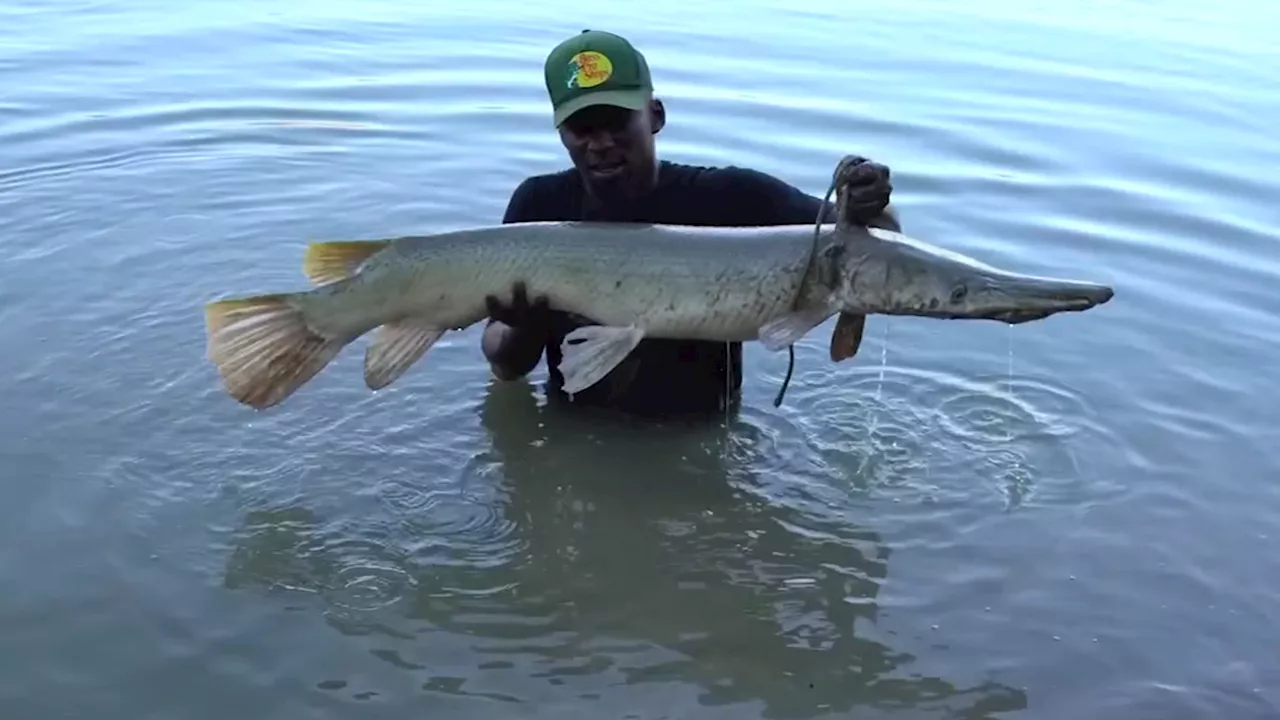 Alligator gar angler hooks social media following with passion for ‘living dinosaur'