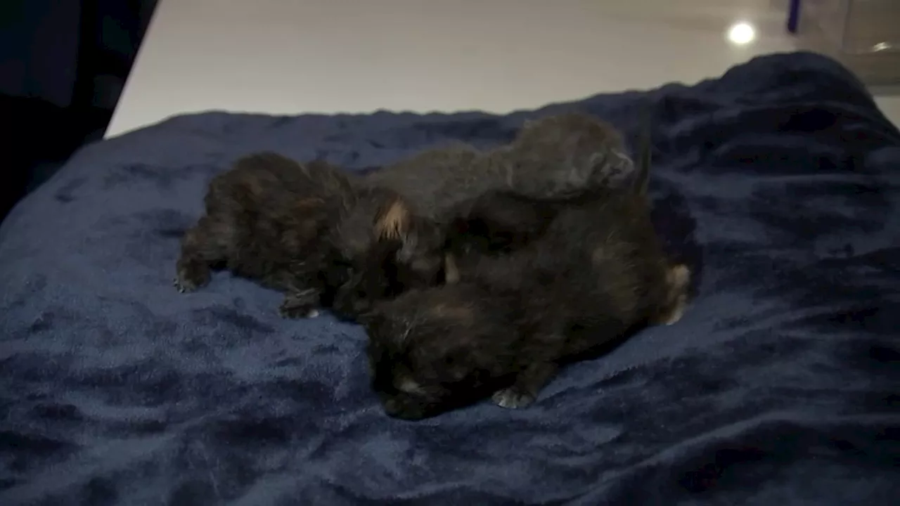 Kittens rescued from tied-up garbage bag after cries were heard in Brooklyn trash