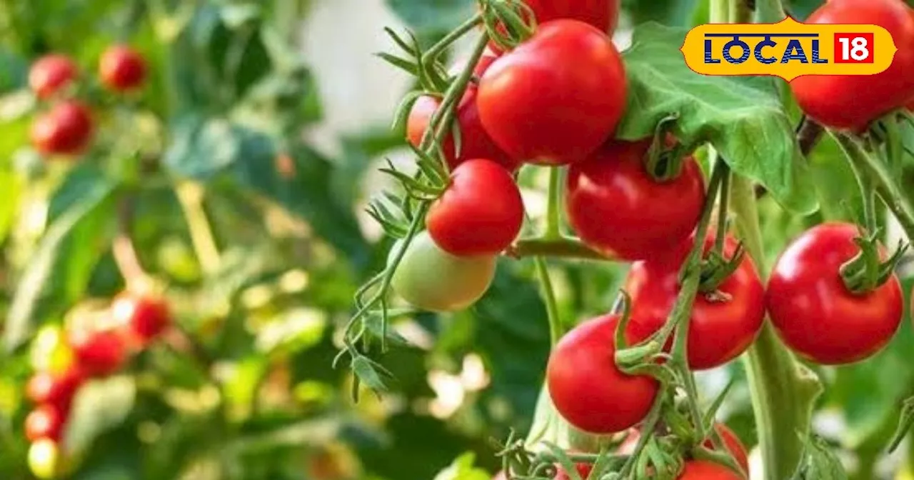 Tomato Farming: इन बीजों से करें टमाटर की खेती, 1 एकड़ में होगी 200 क्विंटल पैदावार... कृषि वैज्ञानिक ने दि...