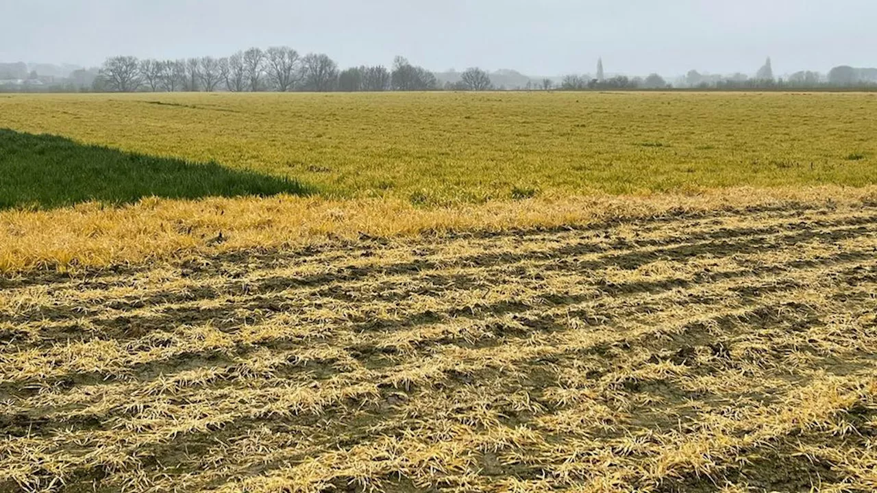 Omstreden onkruidmiddel glyfosaat veel gebruikt nabij basisscholen