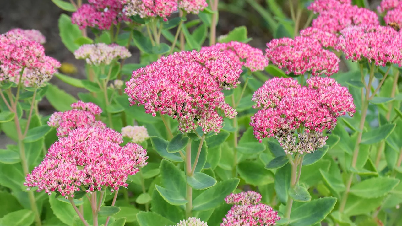 Sedums: voici comment les faire fleurir et les multiplier