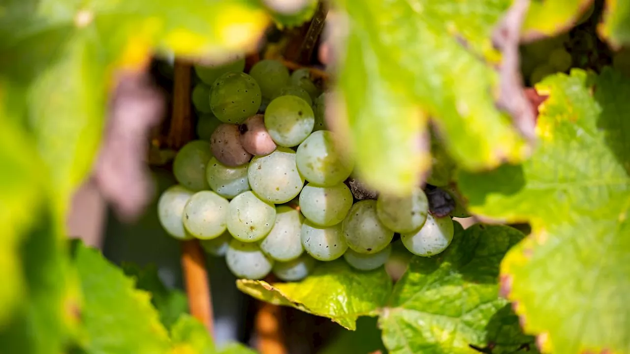 Baden-Württemberg: Dinkel und Soja statt Wein - Markgraf von Baden rodet Reben