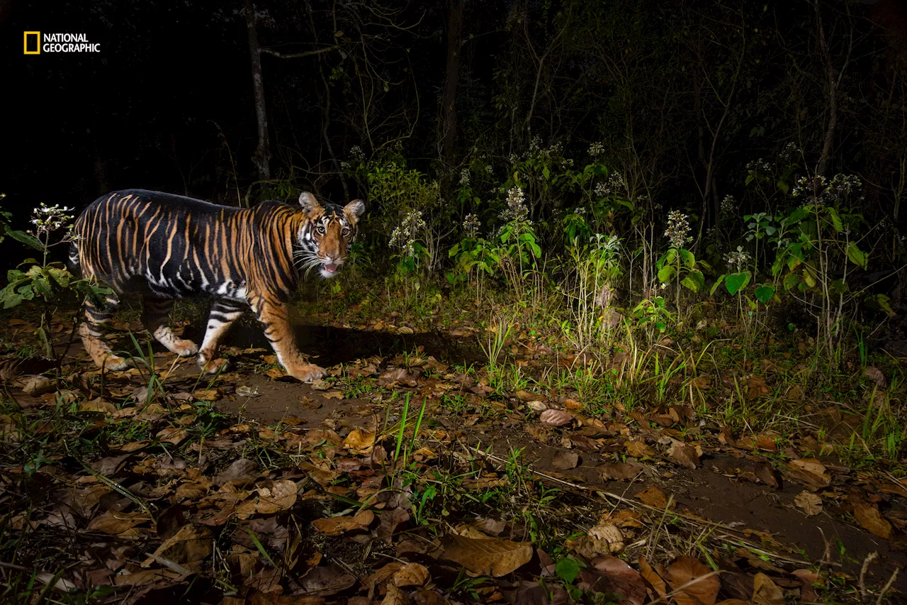 5 fascinating wildlife images from National Geographic’s Pictures of the Year