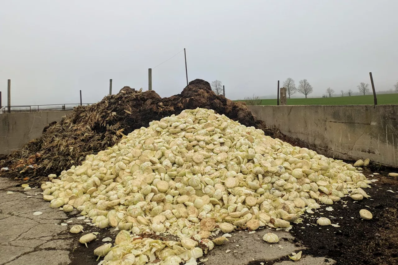 Southern Ontario farm baffled by case of the mystery cabbages