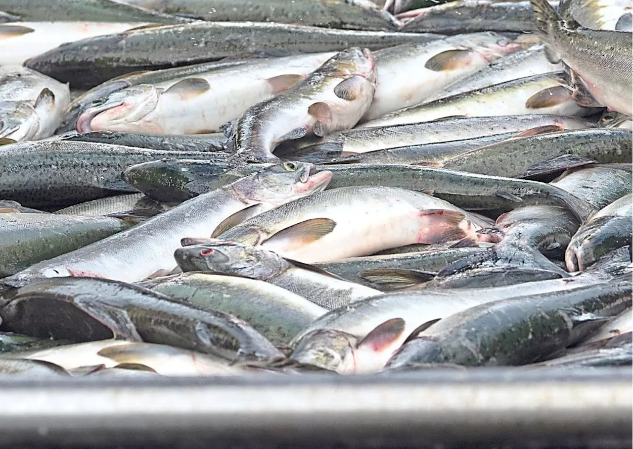 Northeast monsoon: 10% fewer fish landings expected but supply stable, says Fisheries