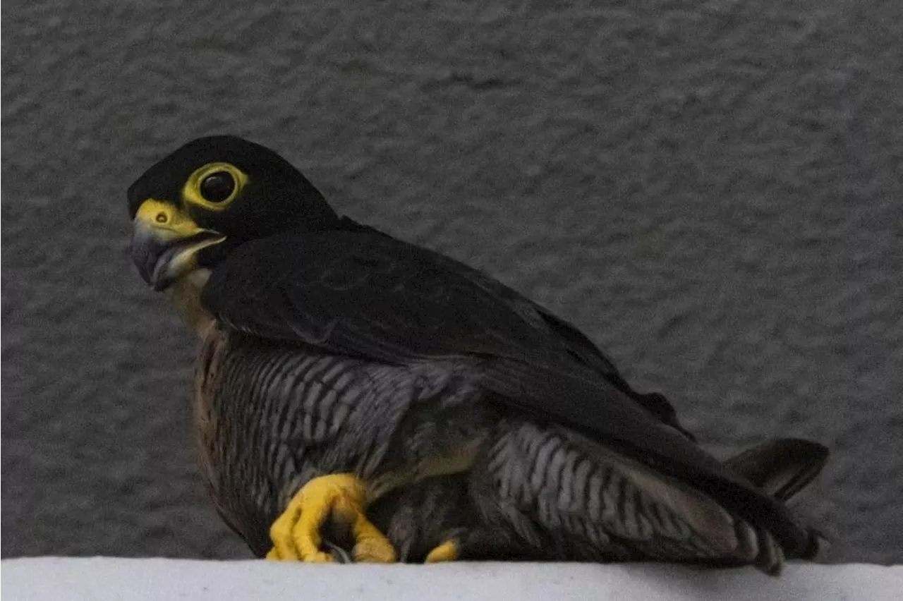 Peregrine falcon nest documented for first time in downtown Singapore