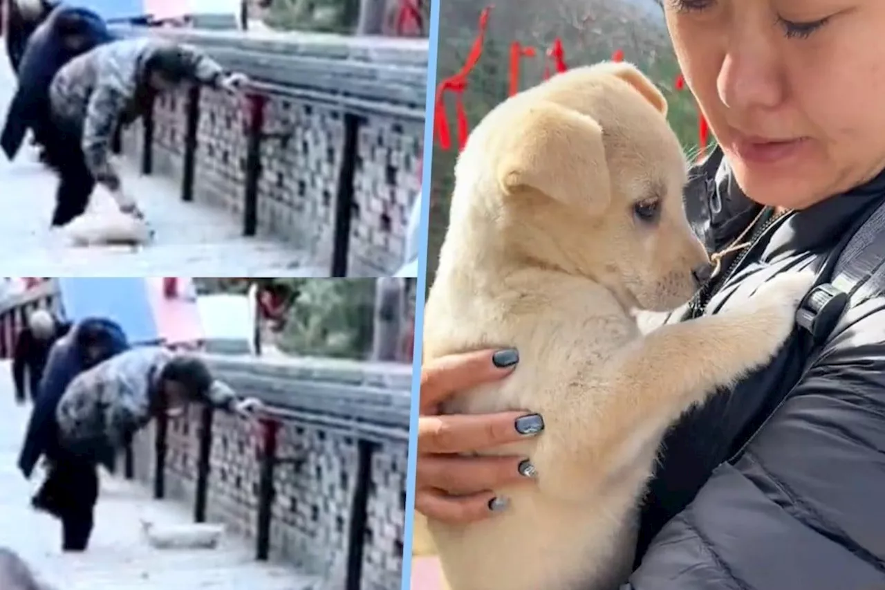 Puppy abused at China sacred site sparks outrage, leads to quick adoption, 5 million views