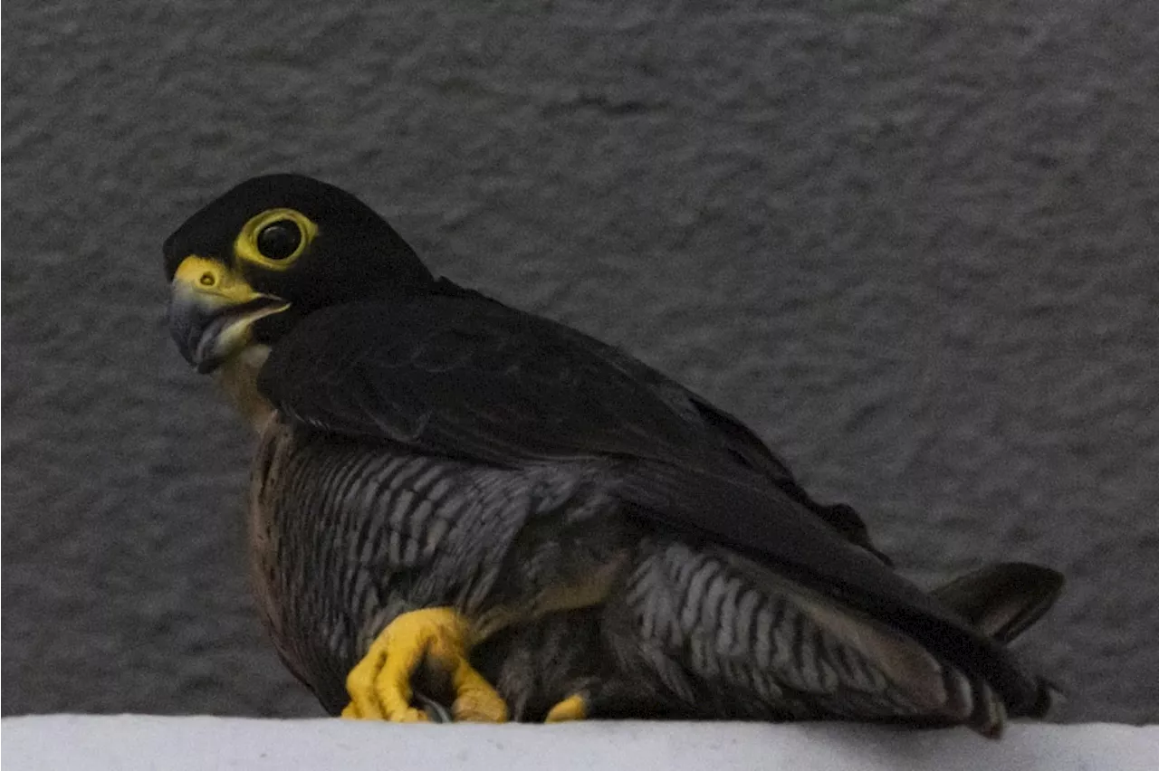Peregrine falcon nest documented for first time in downtown Singapore