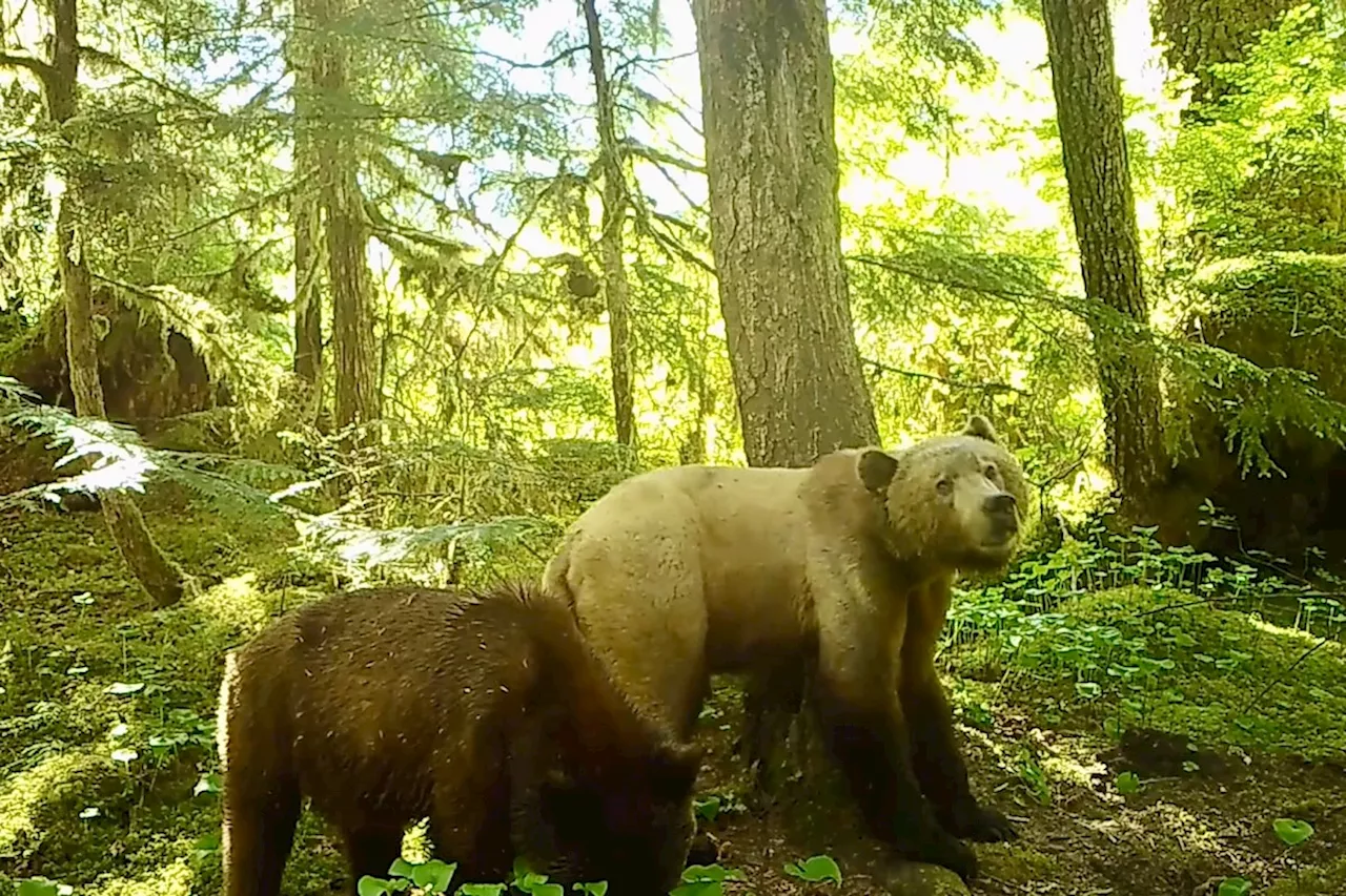 Rewilded orphaned grizzly cubs found thriving near Bella Coola B.C.