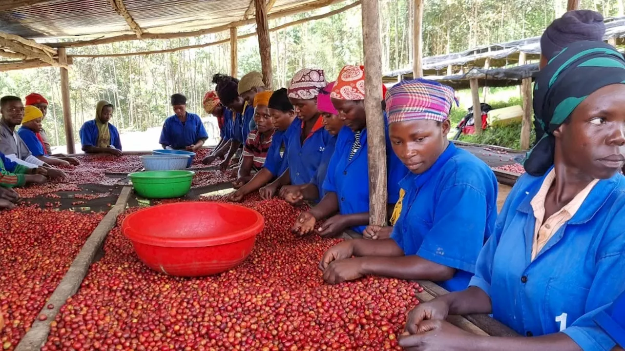 Molly, il caffè delle donne: le storie delle cooperative femminili nate grazie al microcredito