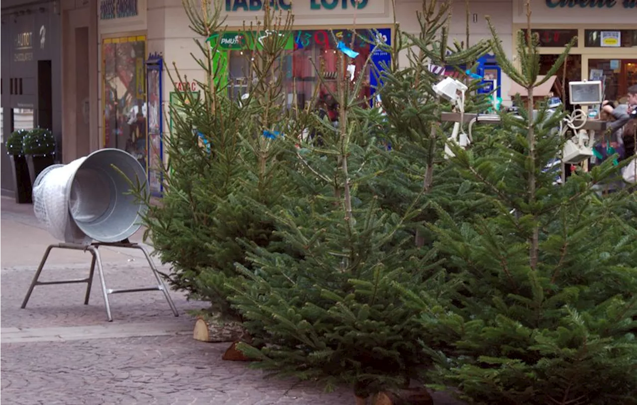 Sapin de Noël : à quel prix la tradition cette année ?