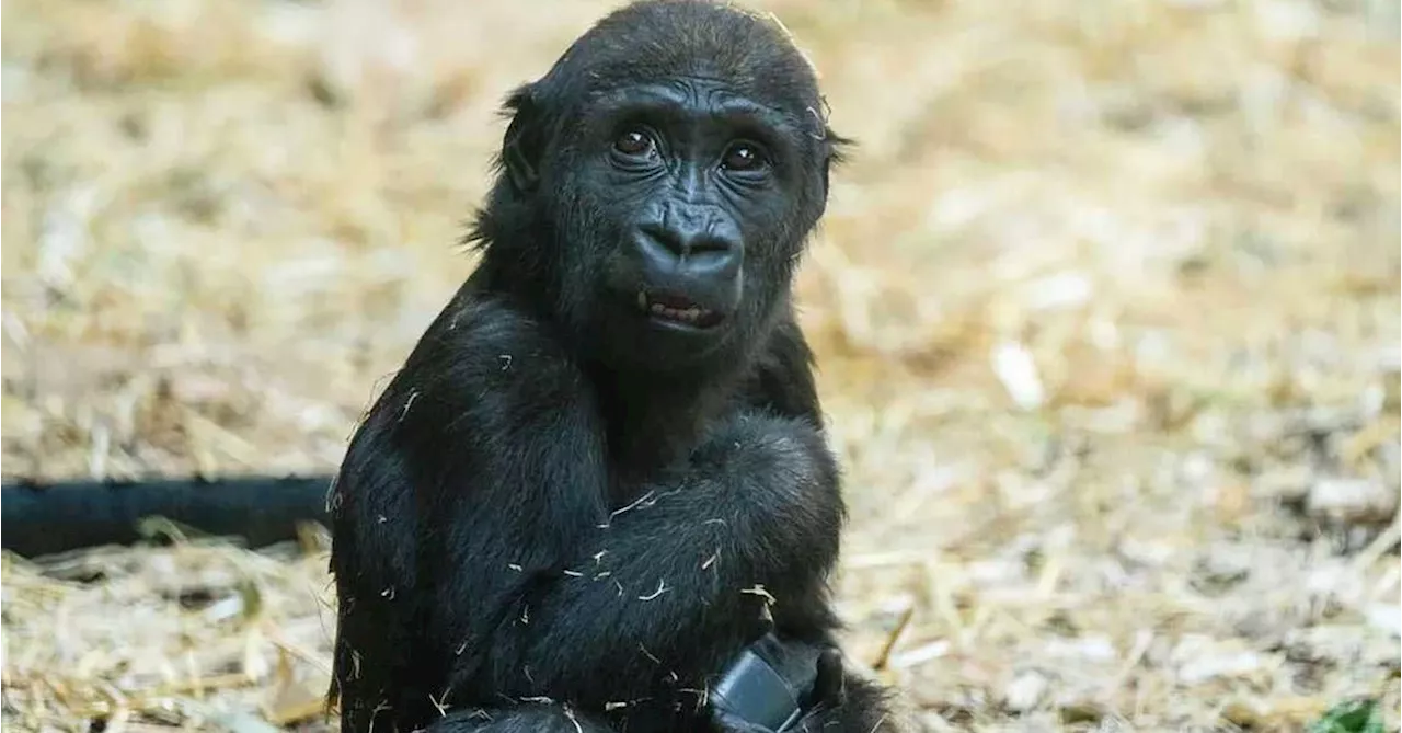 Gorilla at a Canadian zoo dies after worker mistakenly activates wrong door