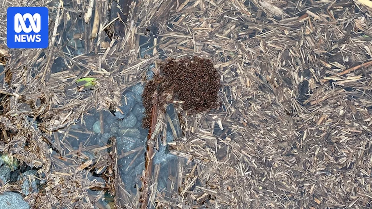 Experts warn 'devastating' fire ants could spread through floods as thousands of nests found on Logan River