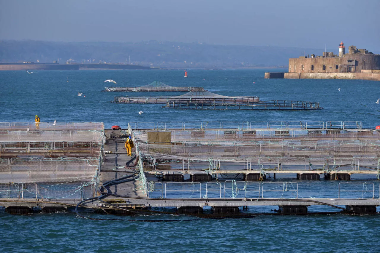 Le dragage du port de Cherbourg responsable de la « surmortalité » des saumons ?