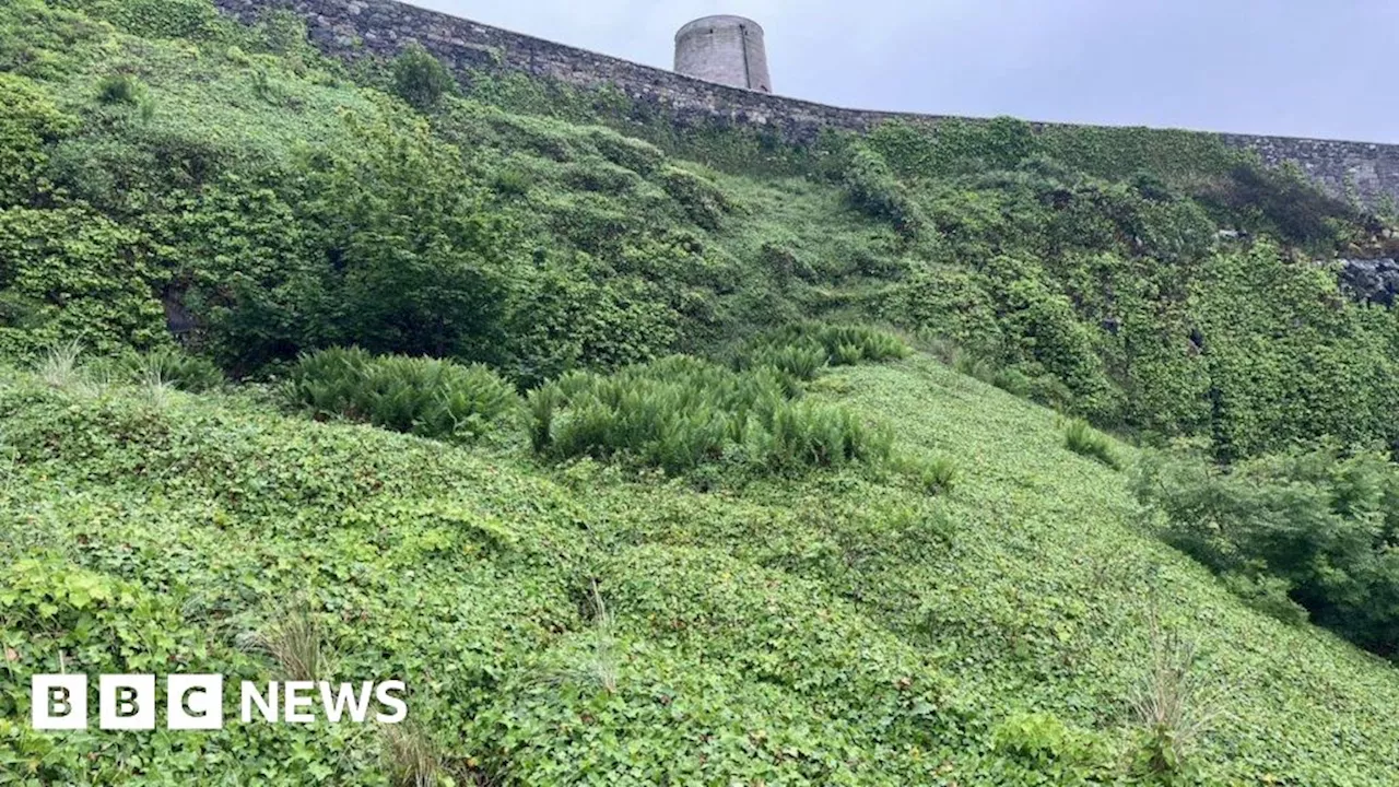 Northumberland sand dunes invasive plants to be destroyed