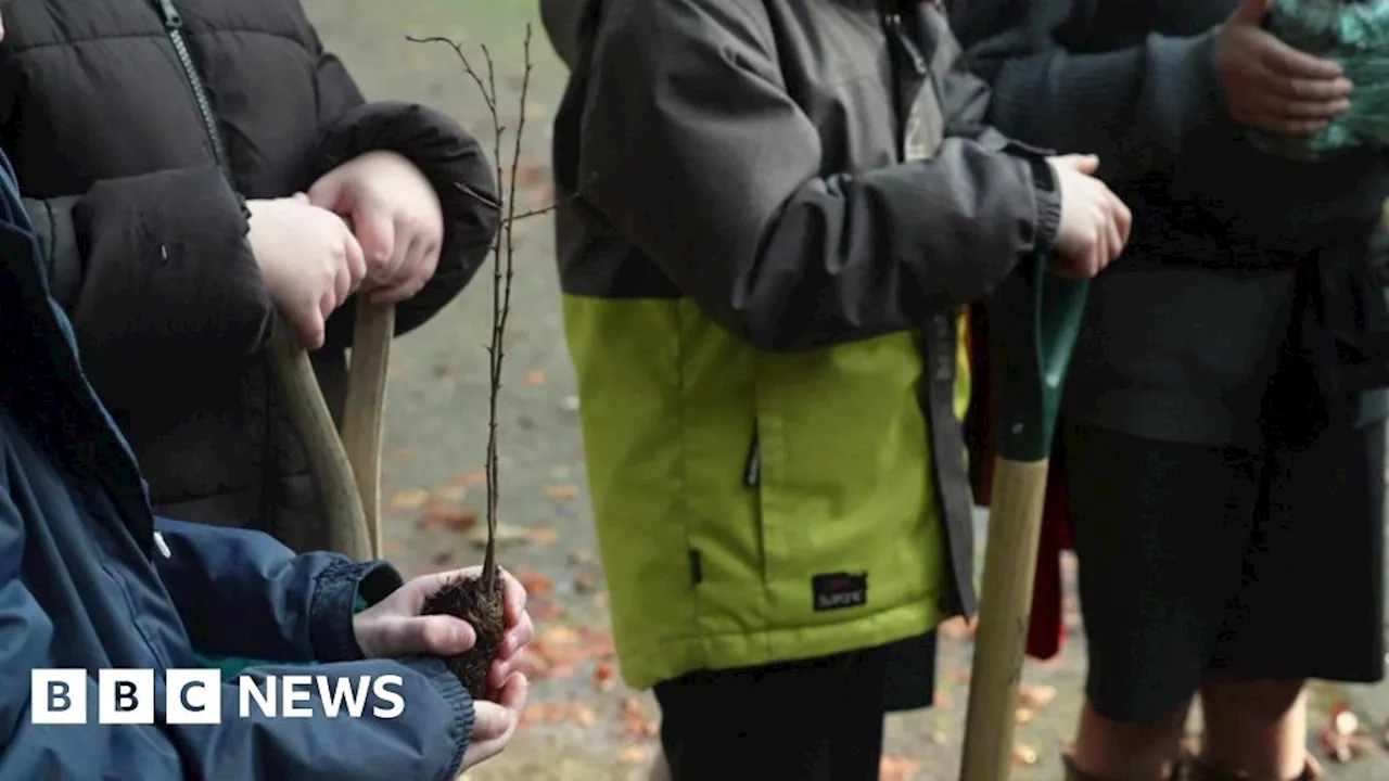 Pupils use 1792 plans to plant trees on Port Eliot estate