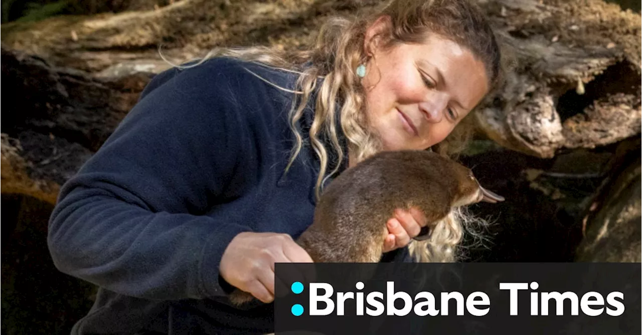 Christmas comes early for platypus rescued from remote country road