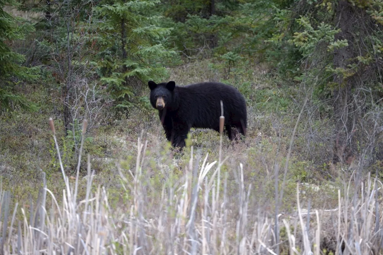 Bear killed after attacking man walking on Metro Vancouver trail with dog