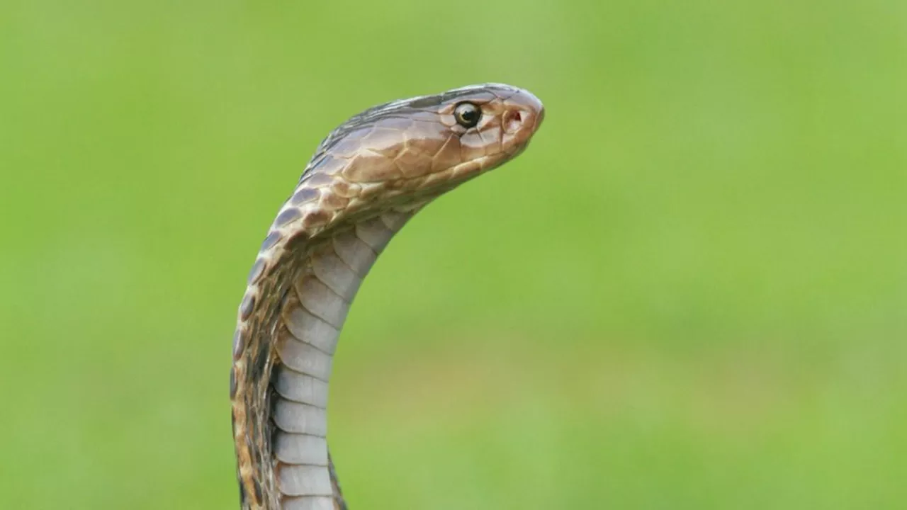 False Alarm: Snake Bite Call Turns Out to Be Elaborate Hoax