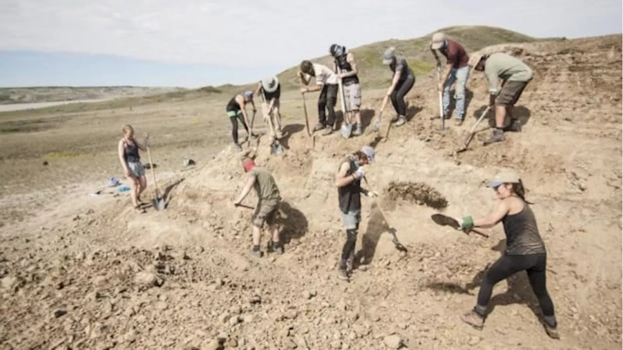 Paleontologists discover Sask.'s 1st fossil specimens of horned centrosaurus