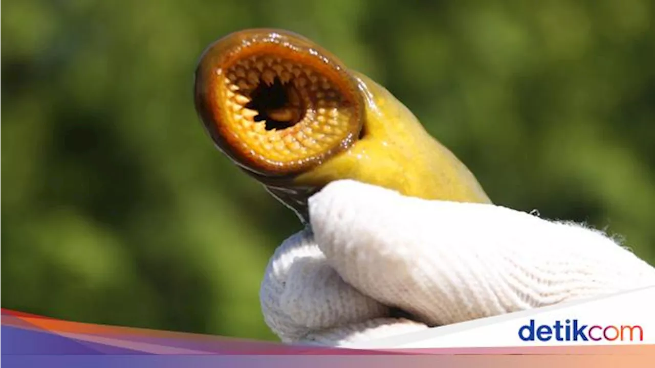 6 Hewan Purba yang Masih Hidup hingga Kini, Ada Ikan Penghisap Darah