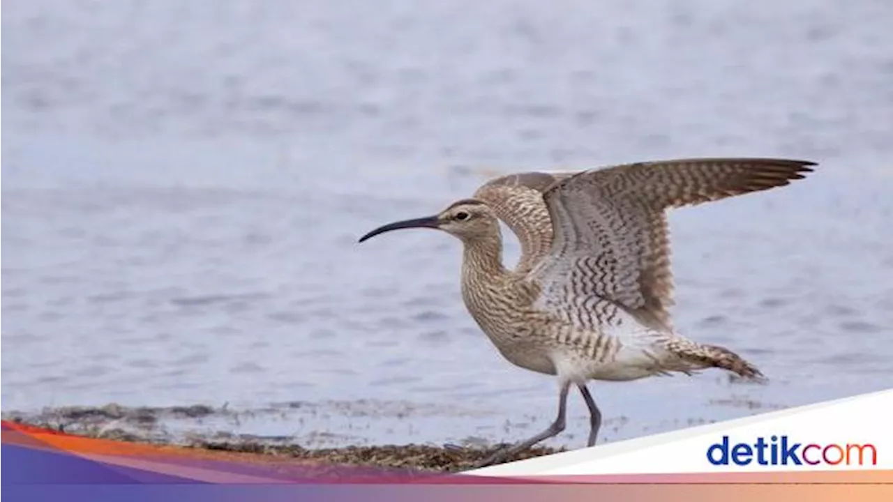 Peringatan Darurat! Burung Pantai Ini Resmi Dinyatakan Punah oleh Ilmuwan