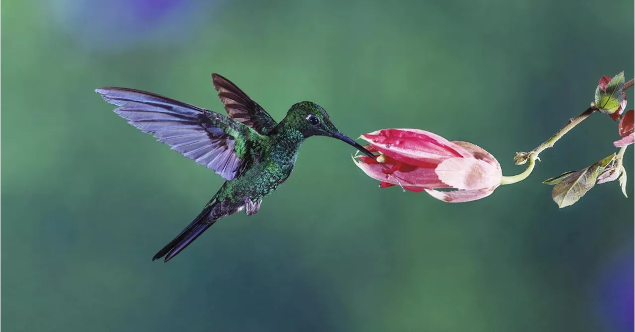 Kolibris sind trinkfest