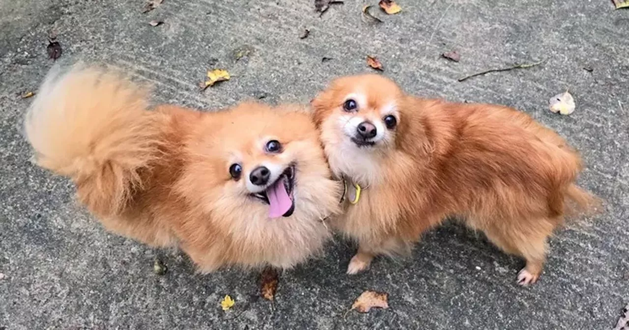 Seven Pomeranians in kennels at Dogs Trust Merseyside